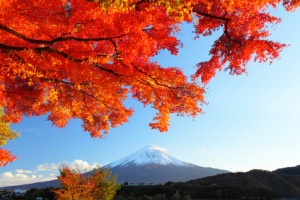 Mountain Fuji and maple tree